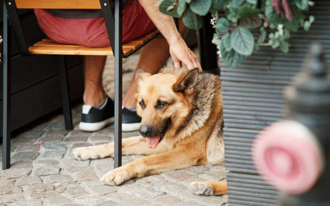 Pup-Approved Patios: Best Dog-Friendly Restaurants in Brisbane